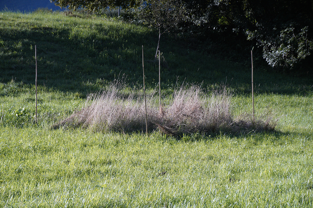La montaña y el jardín